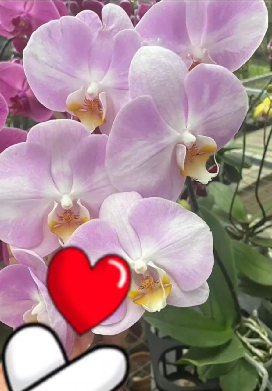 Retnowati Setioningsih